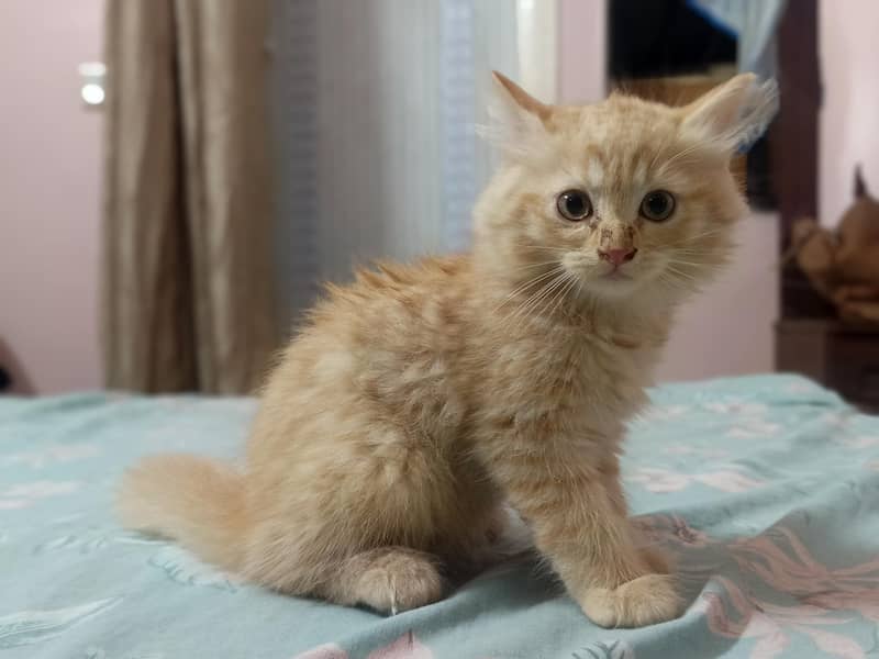 Persian kitten 1