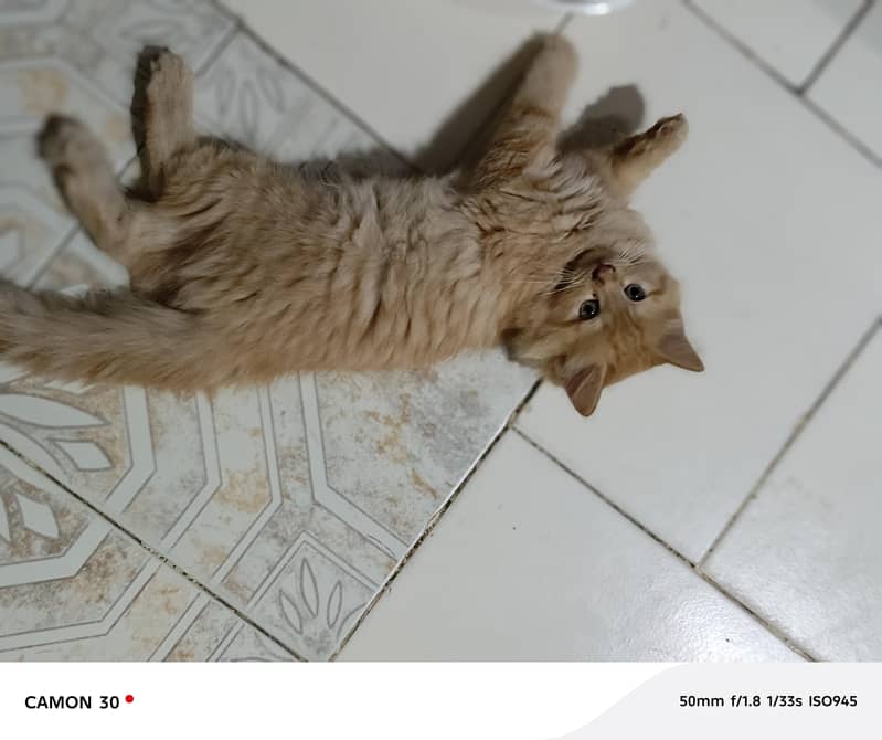 Persian kitten 2