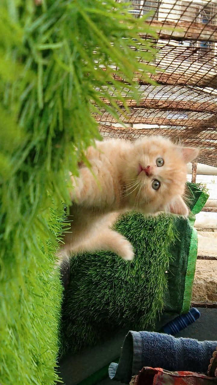Persian kitten 3
