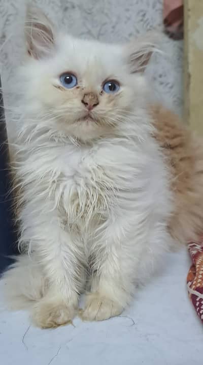 Male Persian kittens for sale
