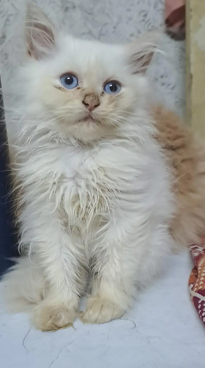 Male Persian kittens for sale