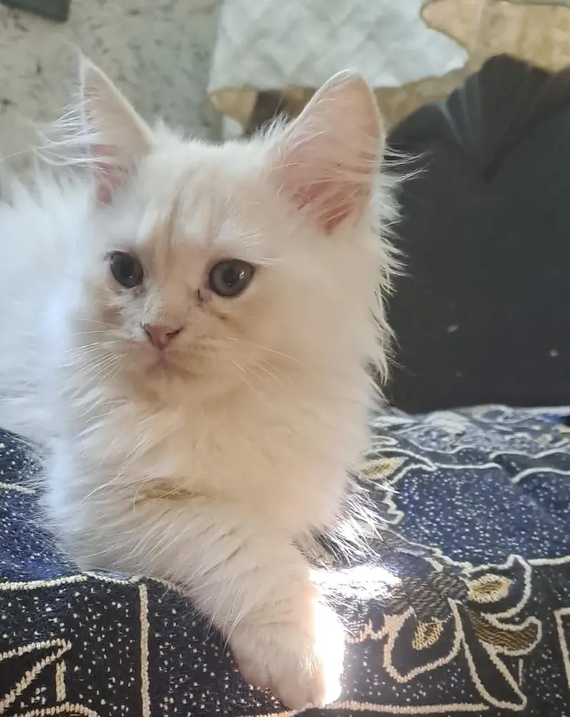 Male Persian kittens for sale — photo 2