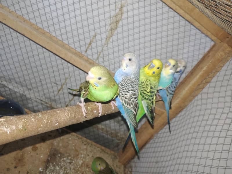Budggies available 0