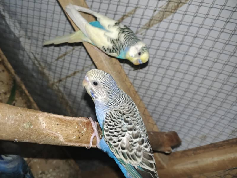Budggies available 1