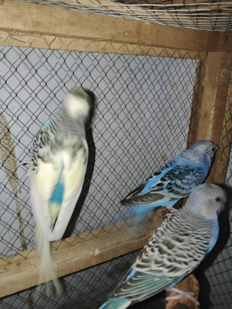 Budggies available 2