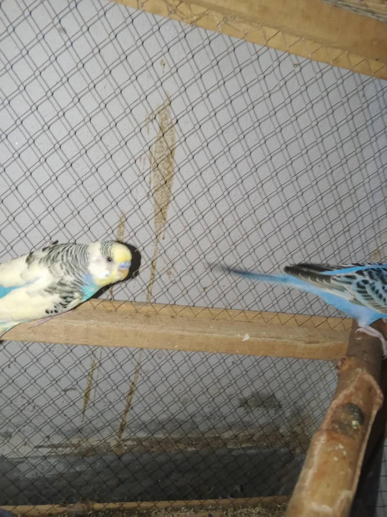 Budggies available 3