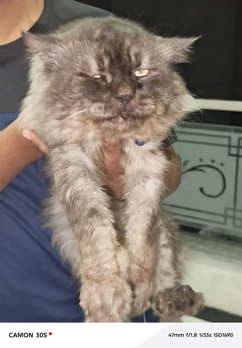 Persian punch face male cat