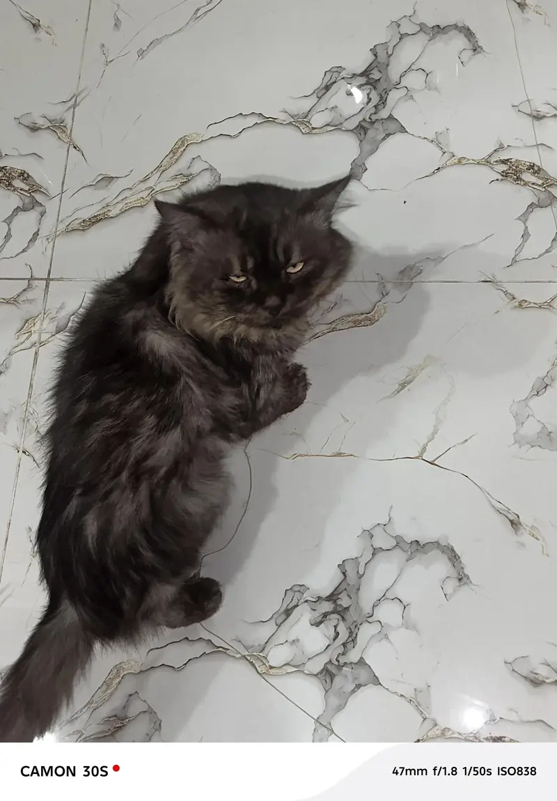 Persian punch face male cat — photo 2