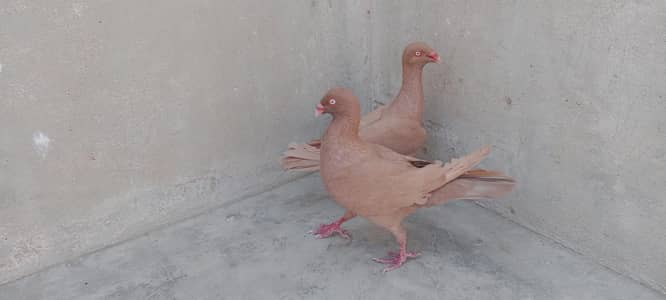 Danish breeder pair