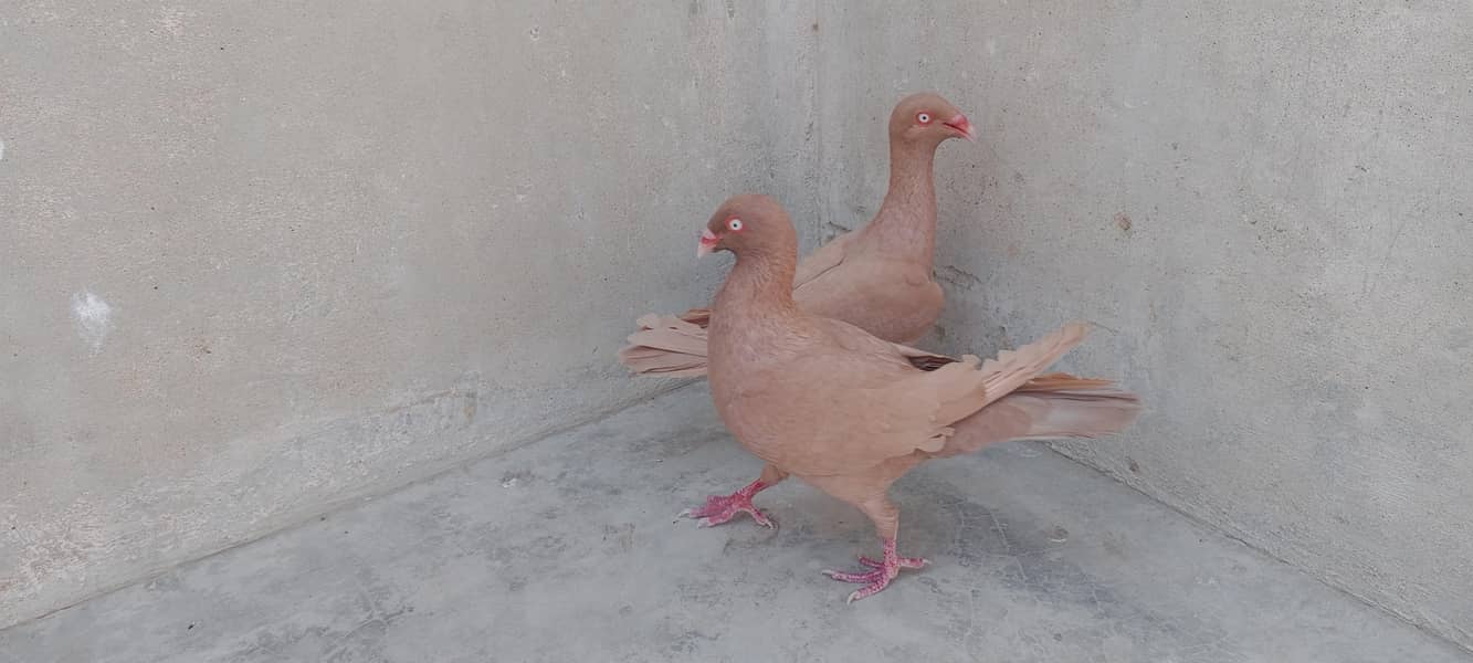 Danish breeder pair 0