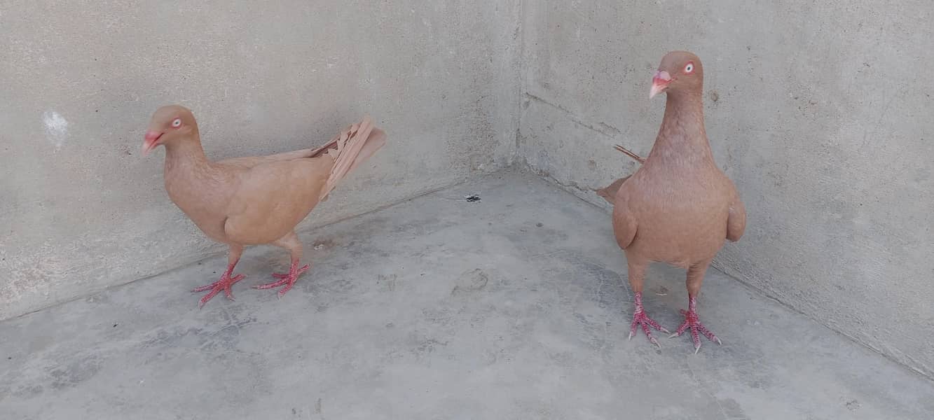 Danish breeder pair 1