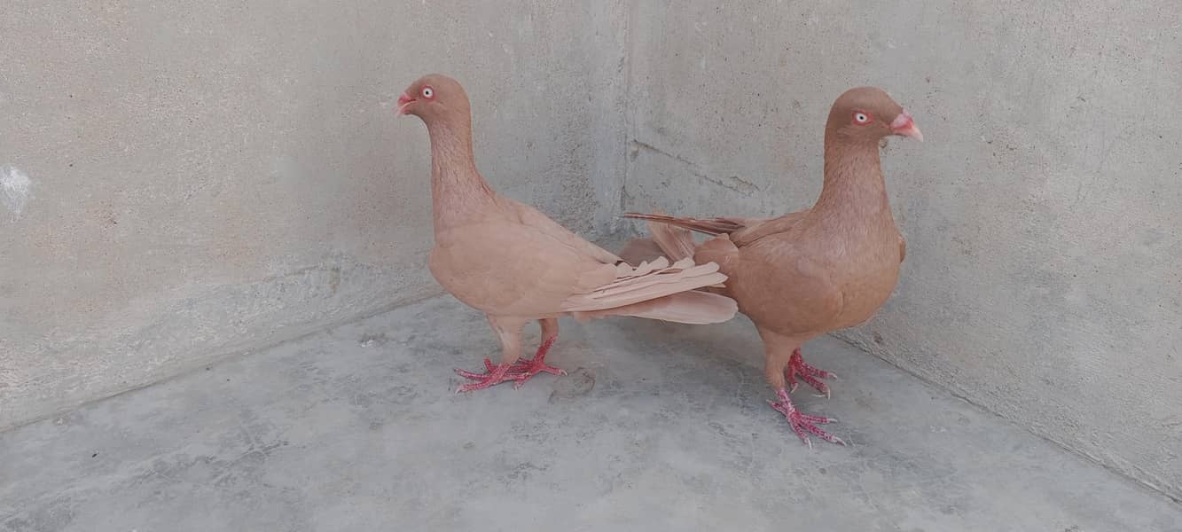 Danish breeder pair 2