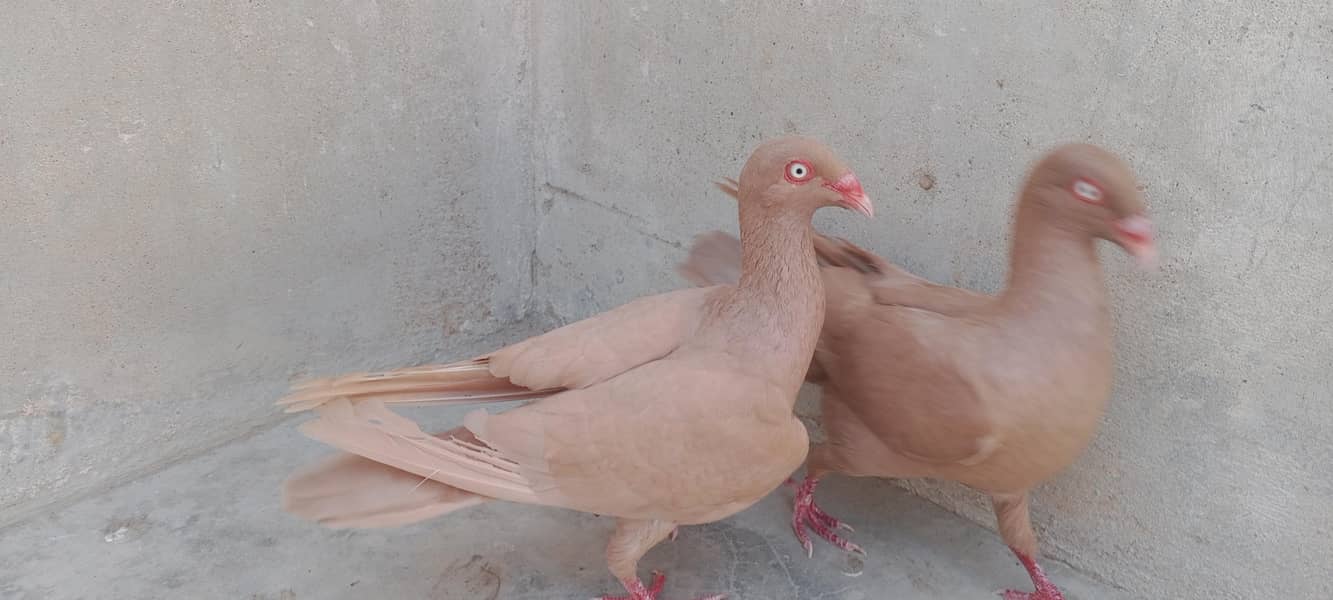 Danish breeder pair 3