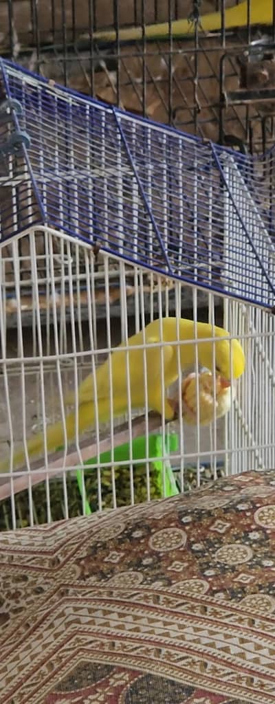 yellow ringneck