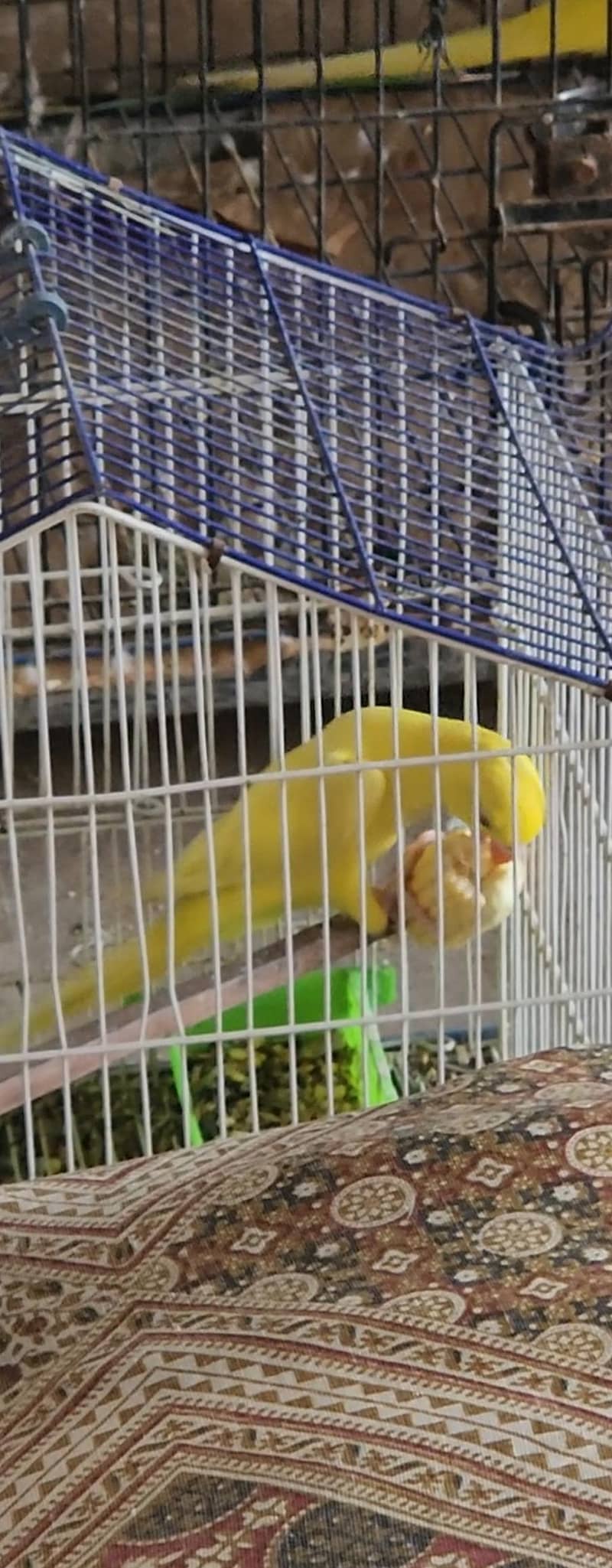 yellow ringneck 0