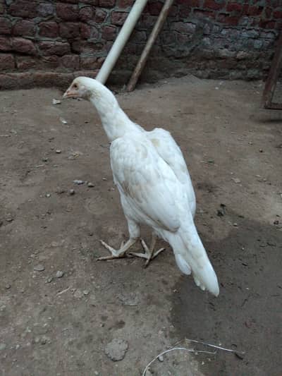 Aseel Heera Female
