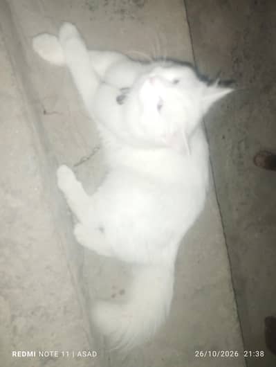 beautiful cat