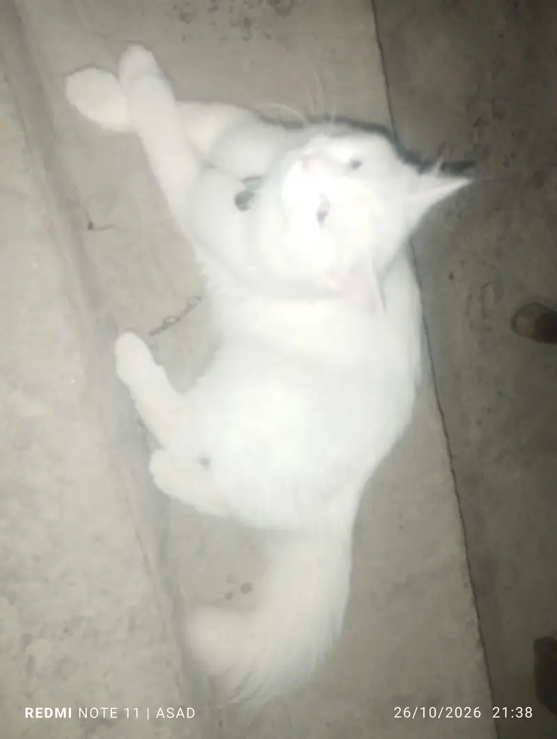 beautiful cat