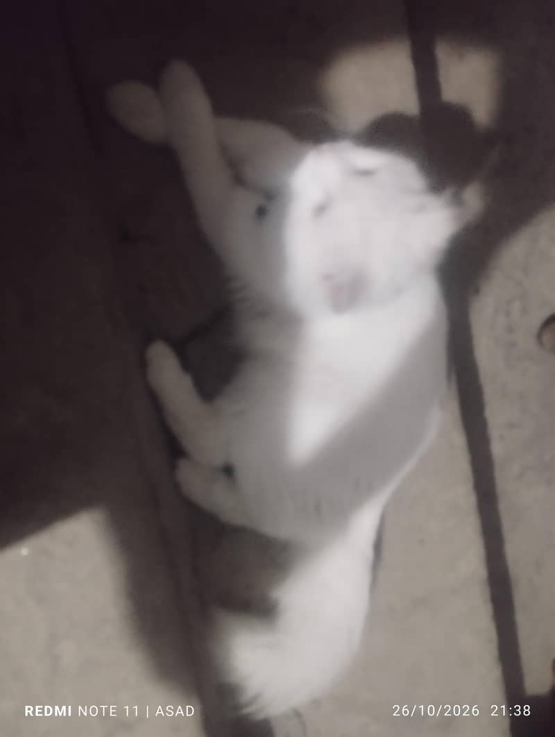beautiful cat 1