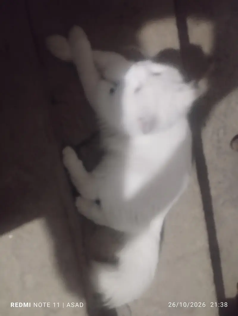 beautiful cat — photo 2