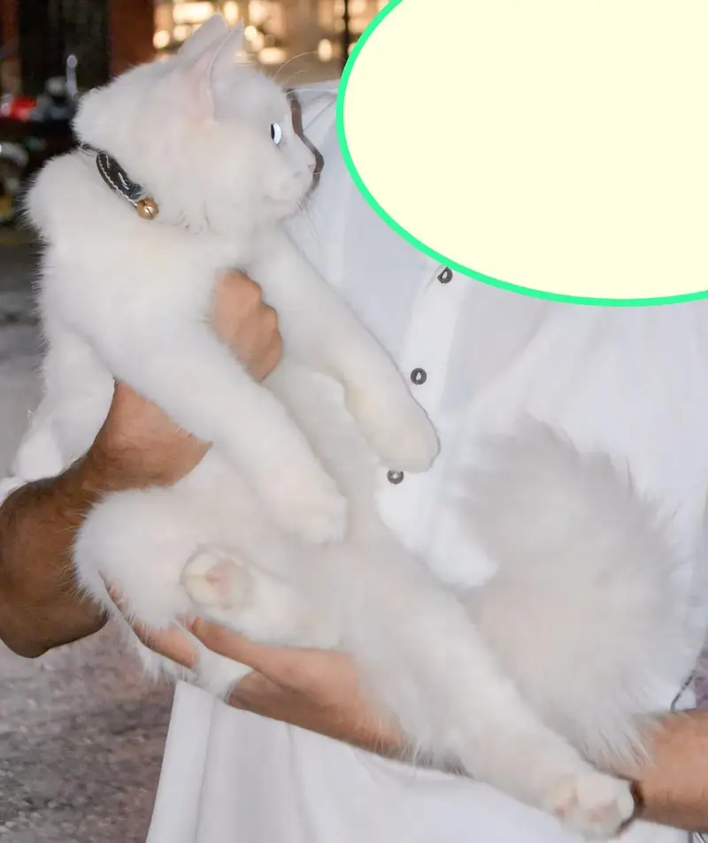 beautiful cat — photo 3