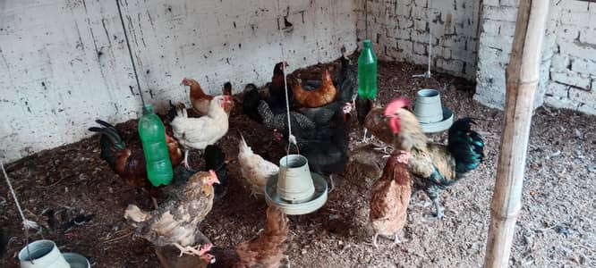 Golden Misri Hen 1300 par piece