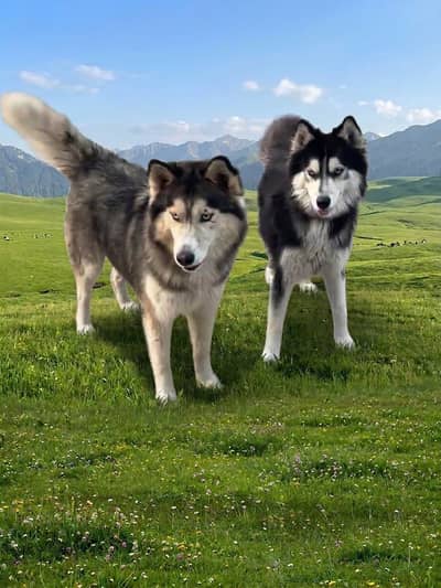 wooly coat Husky black and white colour Extra large size raer