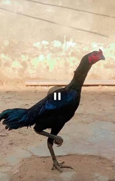 Pkoya vaitnami