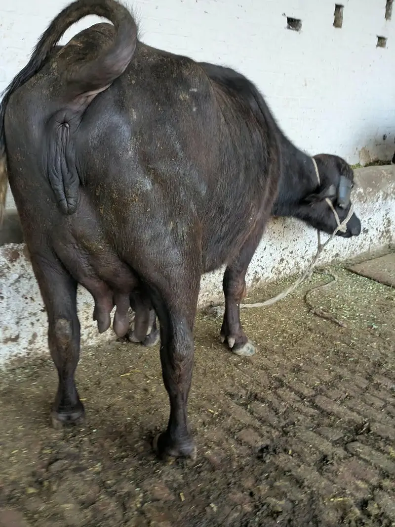 Neeli breed first timer meeni buffalo with katti