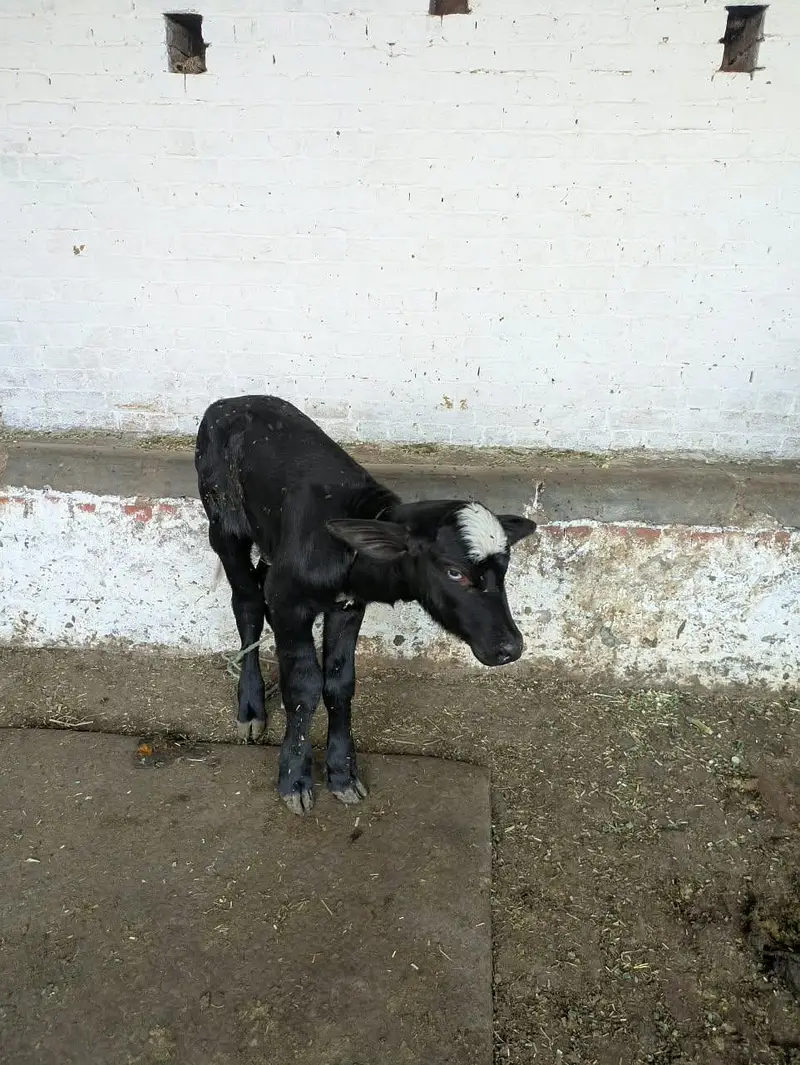 Neeli breed first timer meeni buffalo with katti — photo 2