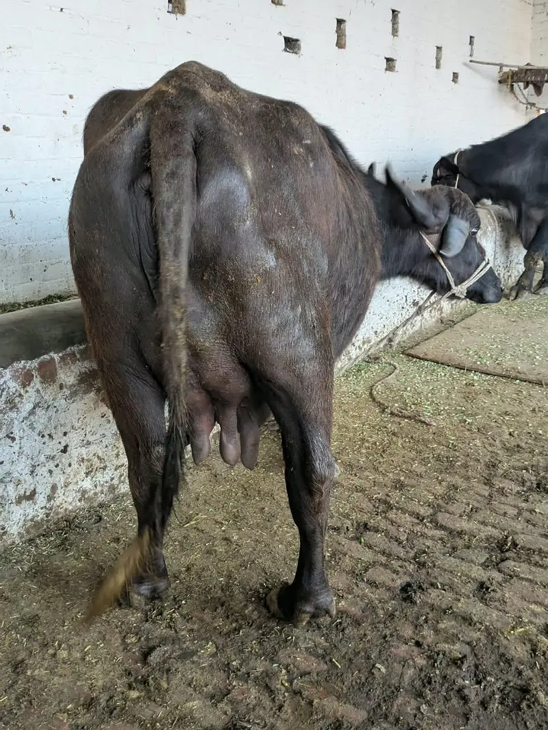 Neeli breed first timer meeni buffalo with katti — photo 3