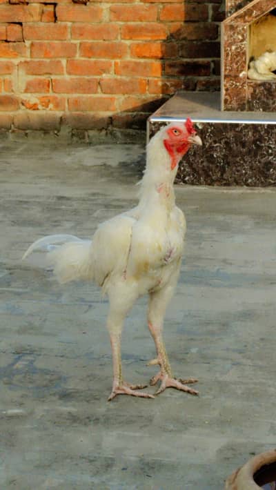 Aseel Heera Murga
