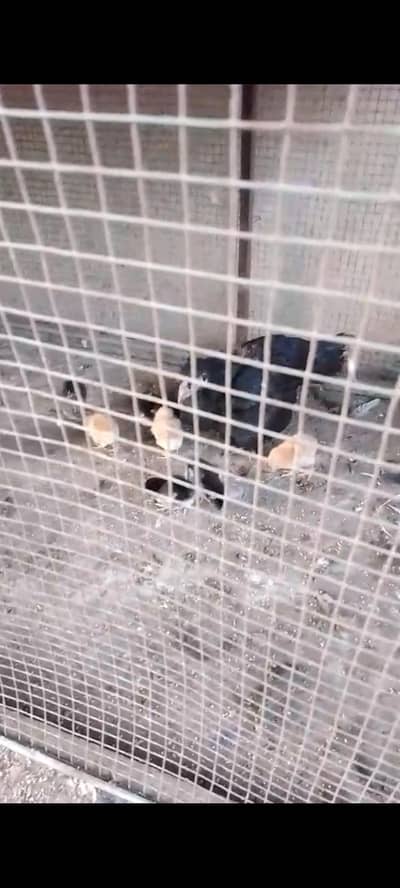 1 cock 1 hen 7 chicks