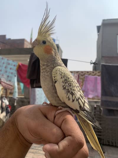 Pair yellow wali female Handsome ha