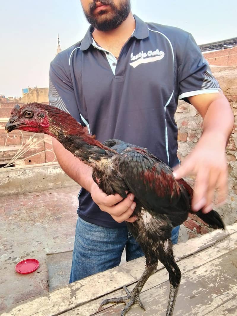 aseel Thai 1