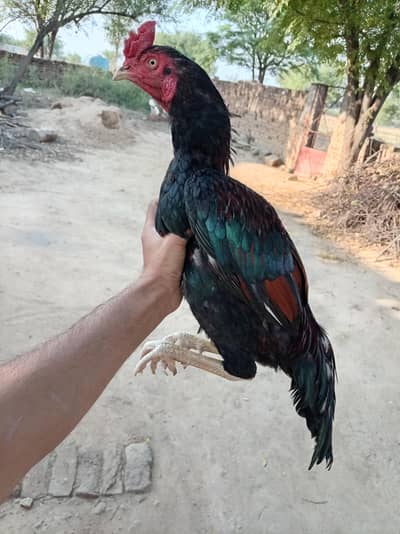 Aseel patha for sale what's aap 03465893211