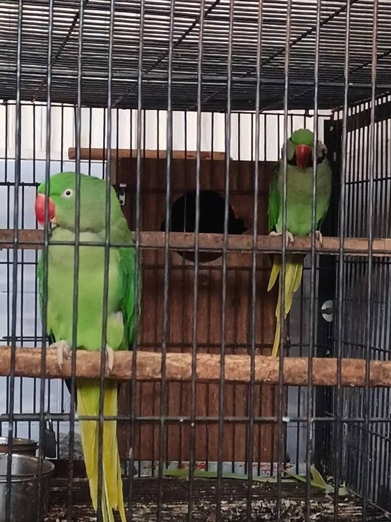 Raw breeder pair 3