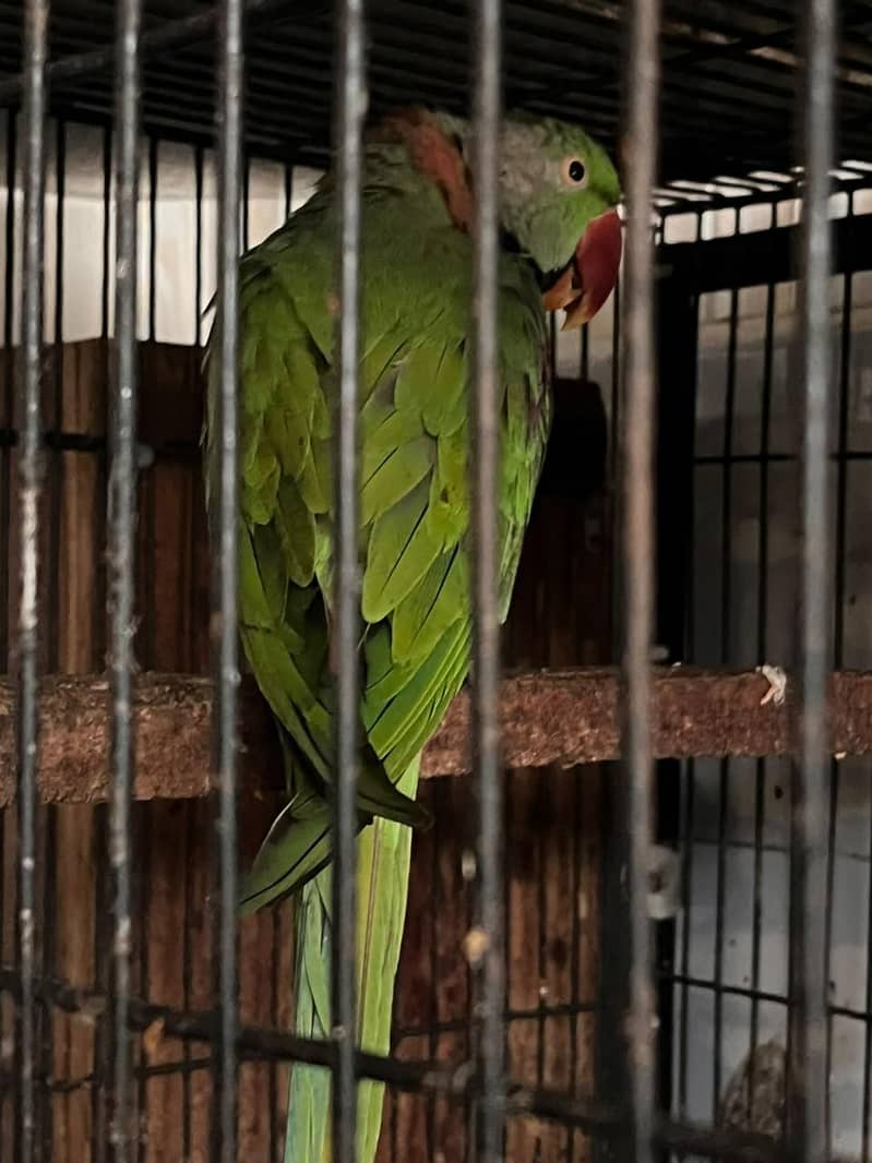 Raw breeder pair 5