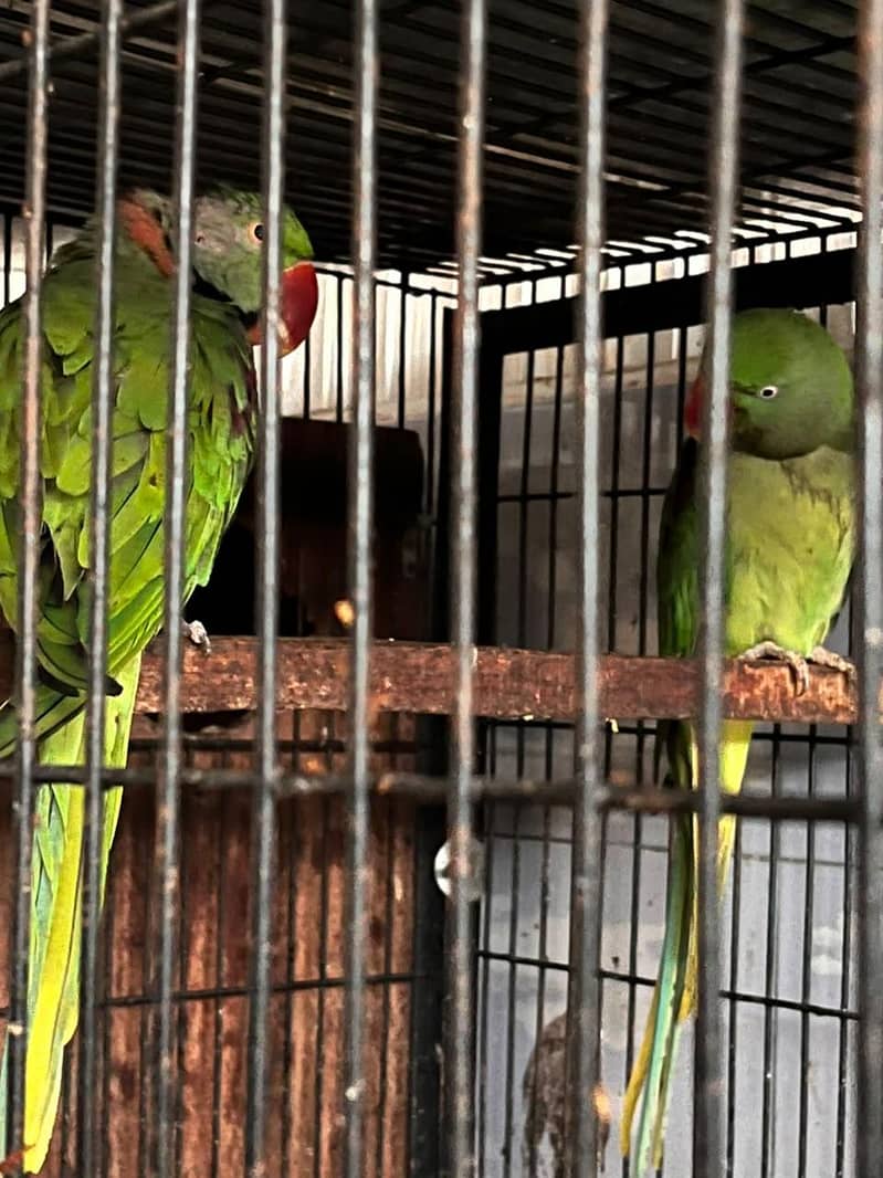 Raw breeder pair 7