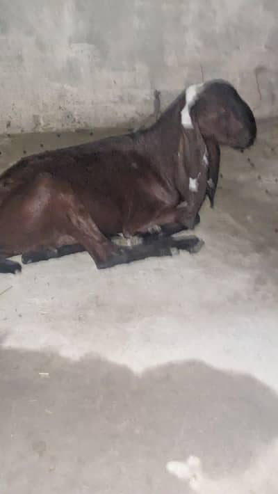 Nagri Beetal Female