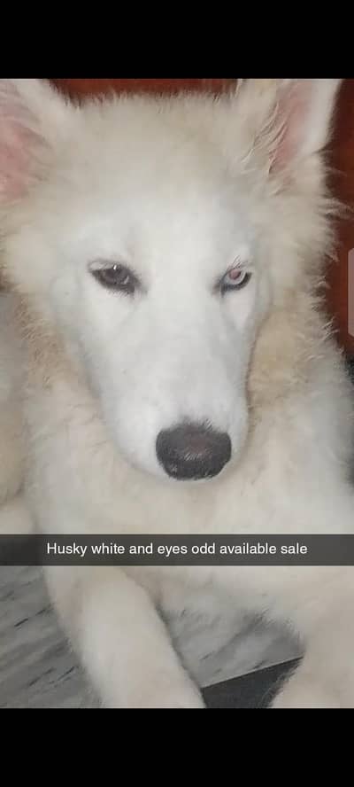 husky white