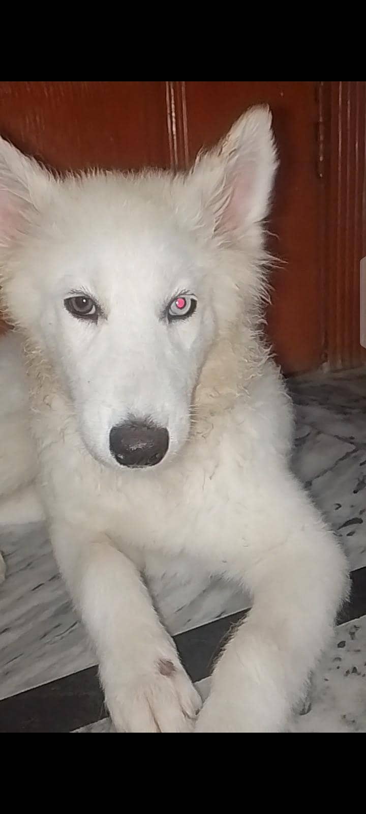 husky white 1