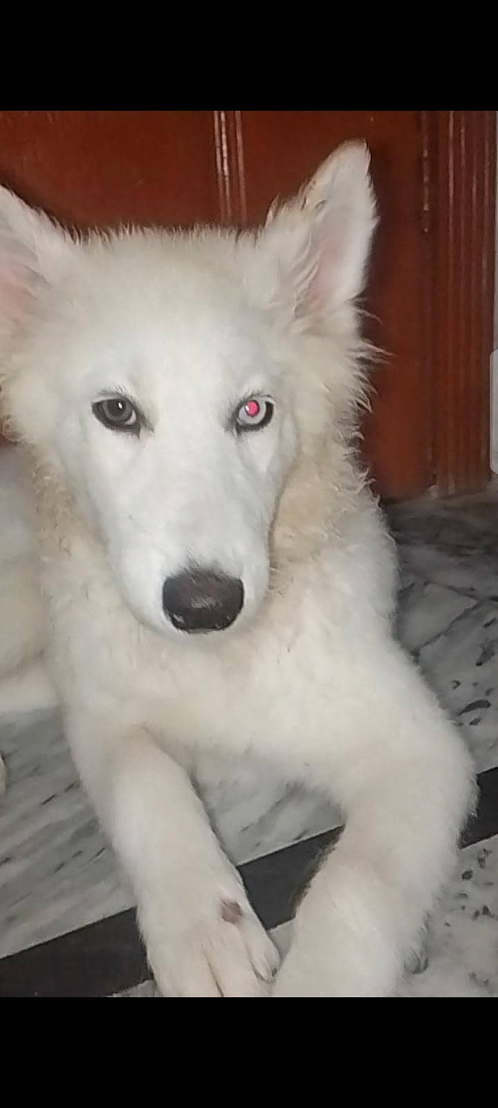 husky white 2