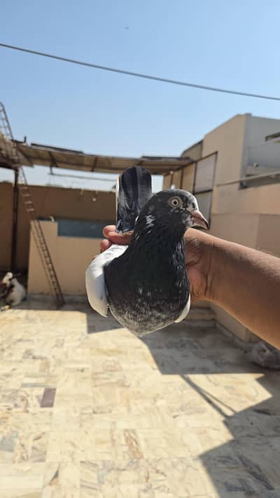 Teddy Pair, Teddi Jora, Kabootar, Pigeon, Haseen Taddy