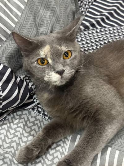 Bella cat