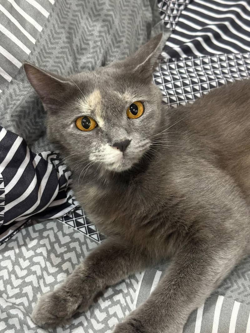 Bella cat 0