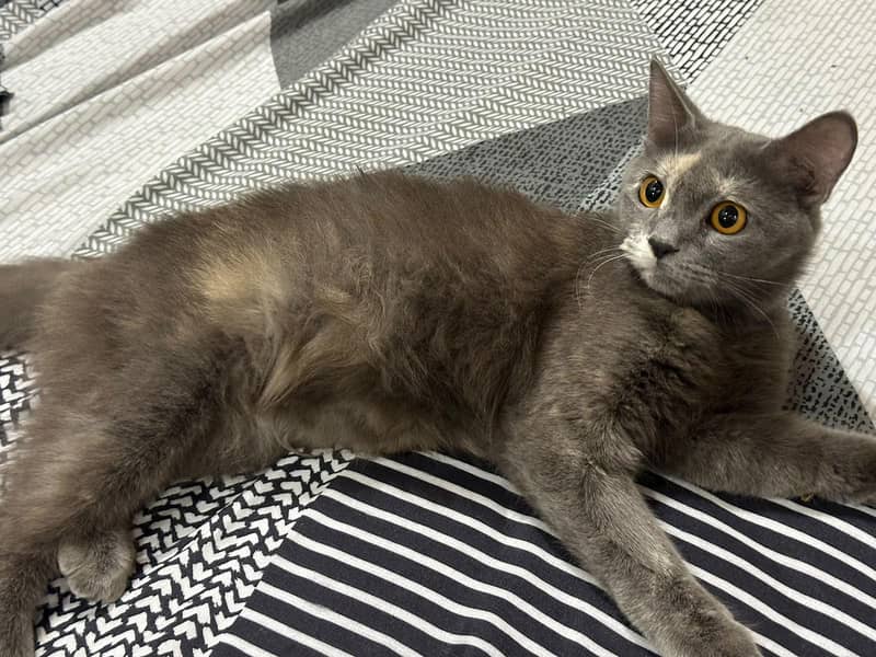 Bella cat 1