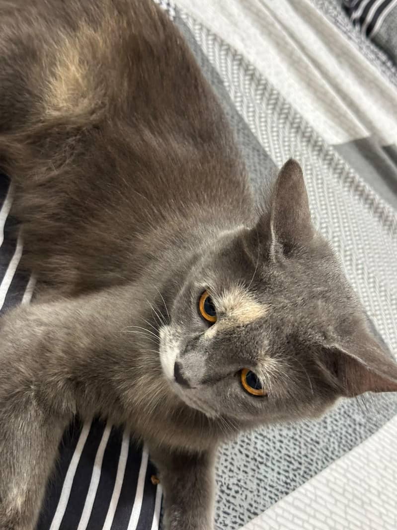 Bella cat 2