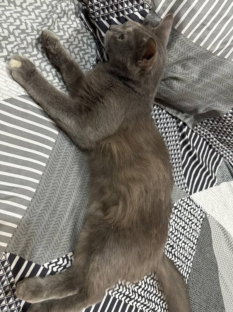Bella cat 3