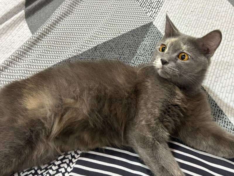 Bella cat 4